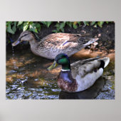 Paar van Mated Mallards Poster (Voorkant)