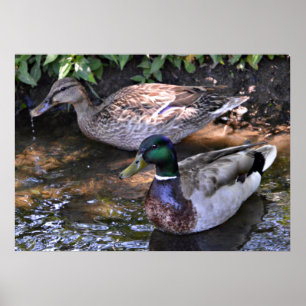 Paar van Mated Mallards Poster