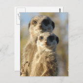 Paar van Meerkats Briefkaart (Voorkant / Achterkant)