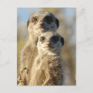 Paar van Meerkats Briefkaart