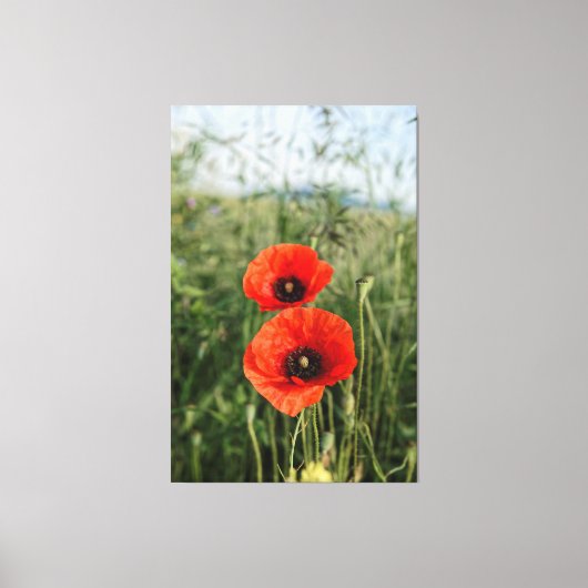 Paar van papaver canvas afdruk (Voorkant)
