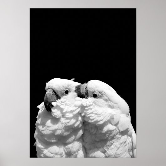 Paar van paraplu-cockatoes poster (Voorkant)