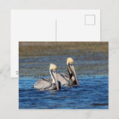 Paar van Pelicans Briefkaart (Voorkant / Achterkant)