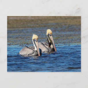 Paar van Pelicans Briefkaart