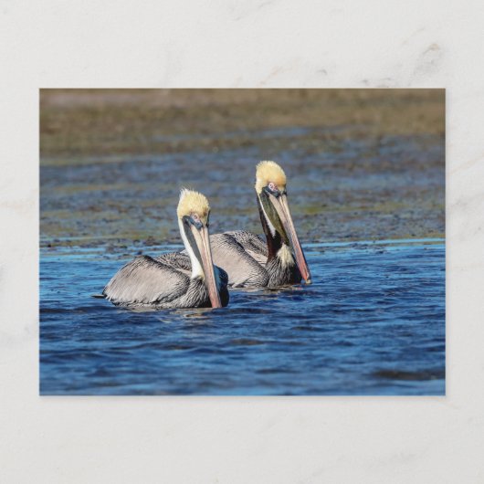 Paar van Pelicans Briefkaart (Voorkant)