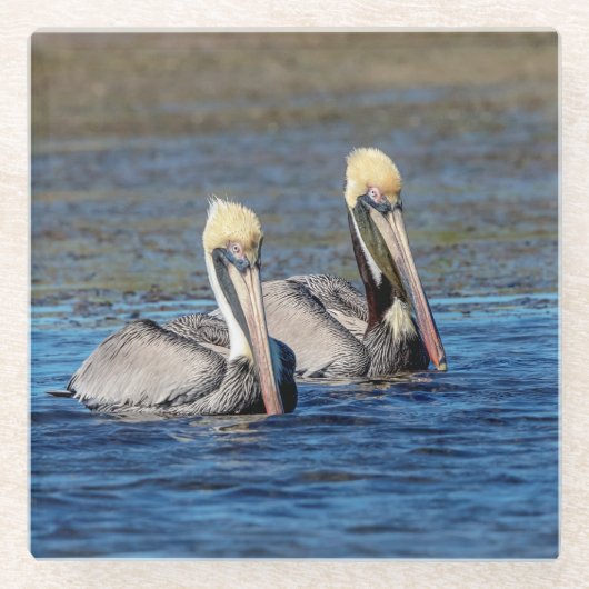 Paar van Pelicans Glazen Onderzetter (Voorkant)