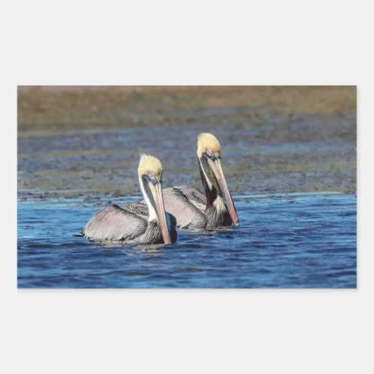 Paar van Pelicans Rechthoekige Sticker (Voorkant)