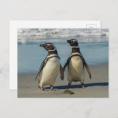 Paar van pinguïns op het strand briefkaart (Voorkant / Achterkant)
