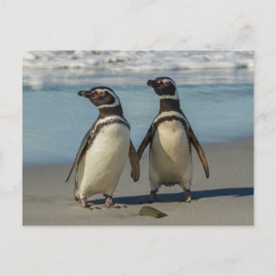 Paar van pinguïns op het strand briefkaart