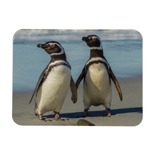 Paar van pinguïns op het strand magneet (Horizontaal)