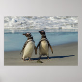 Paar van pinguïns op het strand poster (Voorkant)