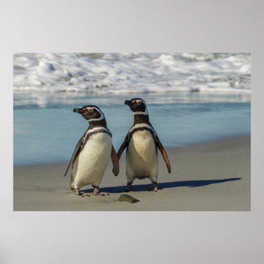 Paar van pinguïns op het strand poster (Voorkant)