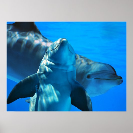 Paar van Poster van vreemde dolfijnen (Voorkant)