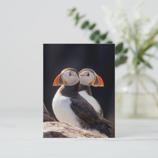 Paar van Puffins Briefkaart (Staand voorkant)