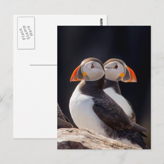 Paar van Puffins Briefkaart (Voorkant / Achterkant)