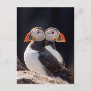 Paar van Puffins Briefkaart