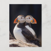 Paar van Puffins Briefkaart (Voorkant)