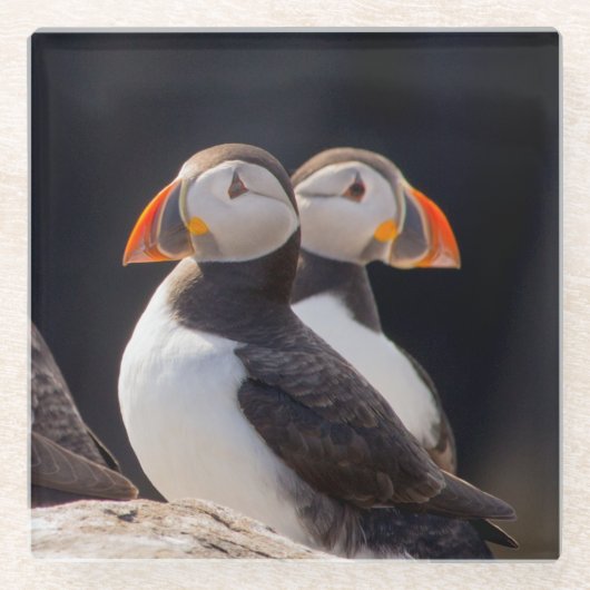 Paar van Puffins Glazen Onderzetter (Voorkant)