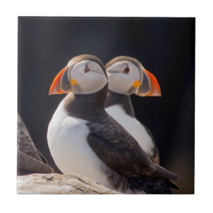 Paar van Puffins Tegeltje