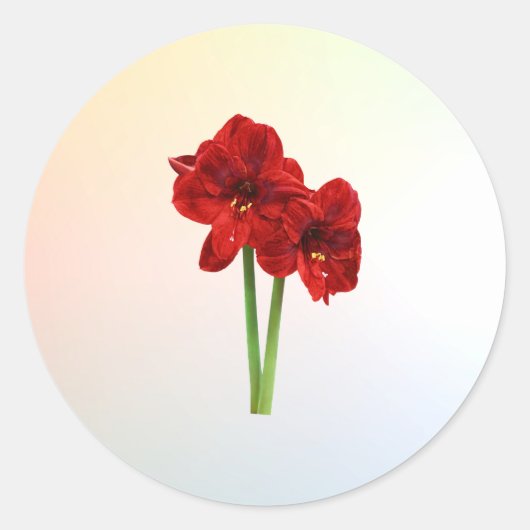Paar van Red Amaryllis Ronde Sticker (Voorkant)