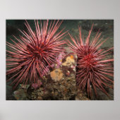 Paar van reuzenrood Zee Urchins Fine Art-Prints Poster (Voorkant)