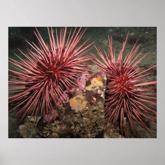 Paar van reuzenrood Zee Urchins Fine Art-Prints Poster (Voorkant)