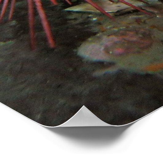 Paar van reuzenrood Zee Urchins Fine Art-Prints Poster (Hoek)
