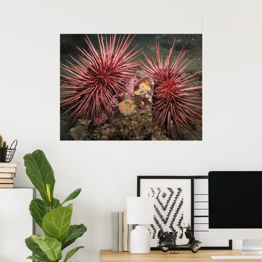 Paar van reuzenrood Zee Urchins Fine Art-Prints Poster (Thuiskantoor)
