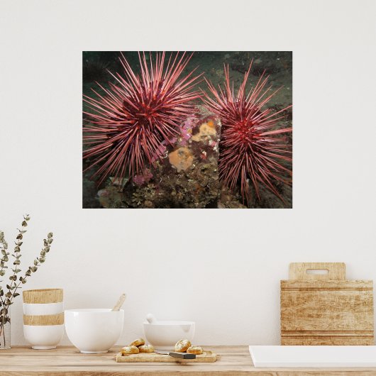 Paar van reuzenrood Zee Urchins Fine Art-Prints Poster (Keuken)