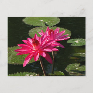 Paar van Roze Water Lilies briefkaart #4Nw 0440
