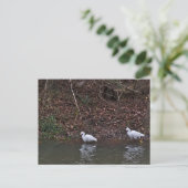 Paar van Snowy Egrets op de Jacht Briefkaart (Staand voorkant)