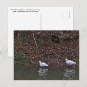 Paar van Snowy Egrets op de Jacht Briefkaart (Voorkant / Achterkant)