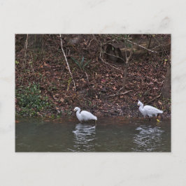 Paar van Snowy Egrets op de Jacht Briefkaart