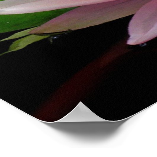 Paar van watergelilies poster (Hoek)