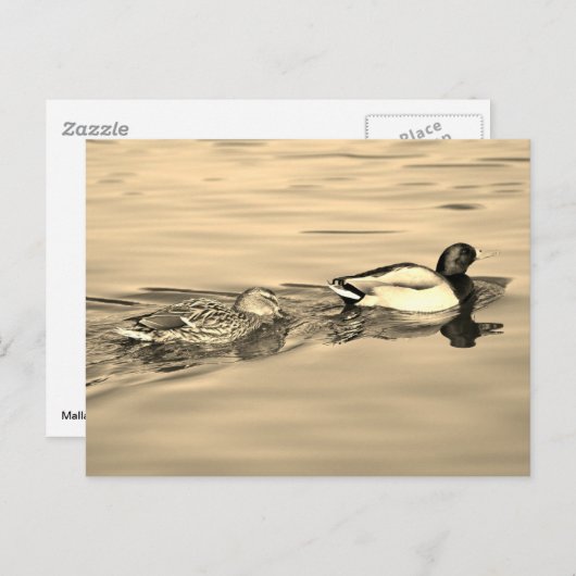 Paar van wilde eenden briefkaart (Voorkant / Achterkant)