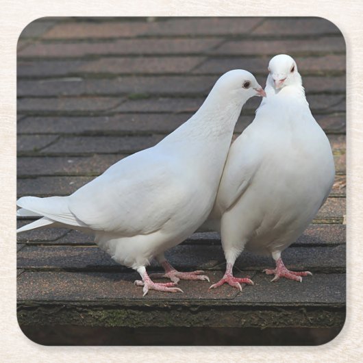 Paar van witte duiken kartonnen onderzetters (Voorkant)