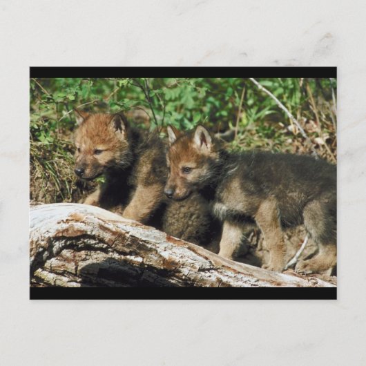 Paar van Wolf Cubs Briefkaart (Voorkant)