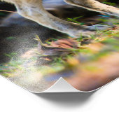 Paar van Wolven Foto afdrukken (Hoek)