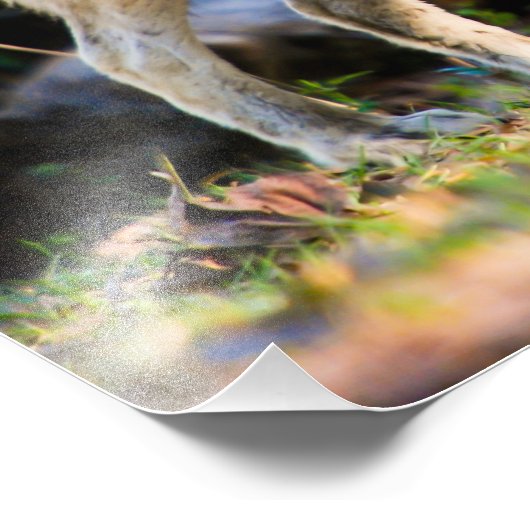 Paar van Wolven Foto afdrukken (Hoek)