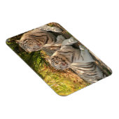 Paar Witte Tijgers Flexibele Magneet (Rechterzijde)