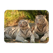 Paar Witte Tijgers Flexibele Magneet (Horizontaal)