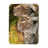 Paar Witte Tijgers Flexibele Magneet (Verticaal)