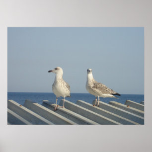 Paar zeemeeuwen poster