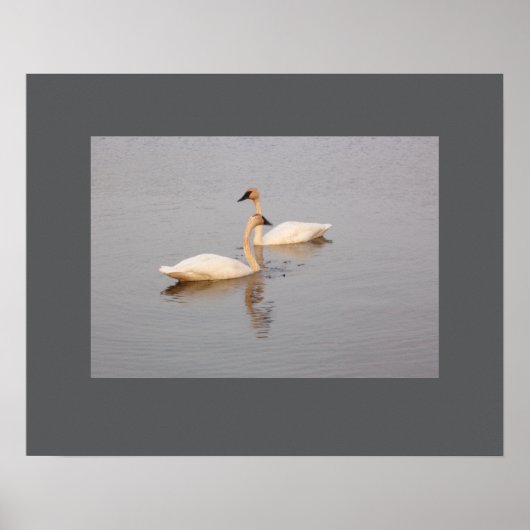 Paar Zwemmen Zwanen Poster (Voorkant)