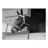 Paard (Voorkant Horizontaal)