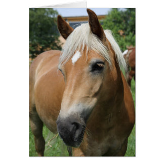 paard