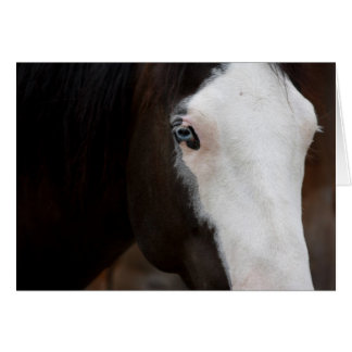 Paard