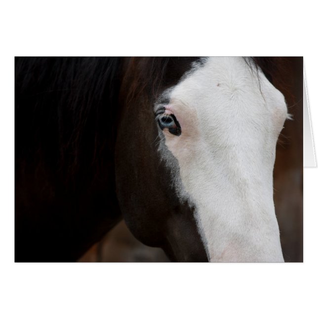 Paard (Voorkant Horizontaal)
