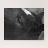 Paard 16x20 520pc jpcna legpuzzel (Horizontaal)
