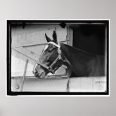  paard 1913 poster (Voorkant)